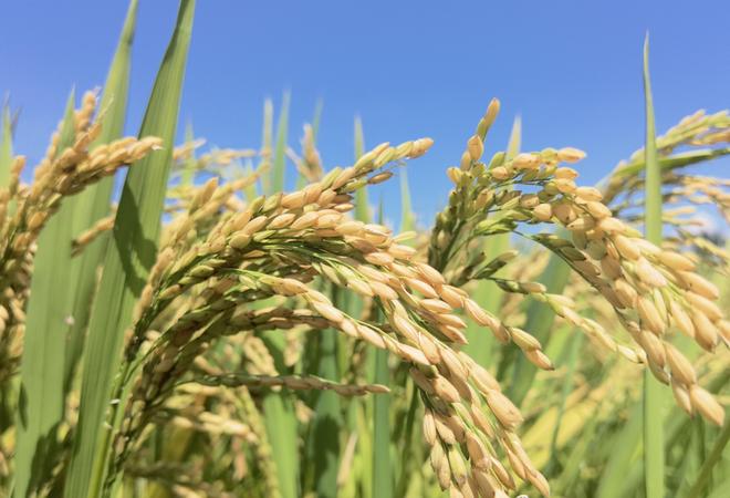 2035年我国粮食自给率预计达到896%(图1)