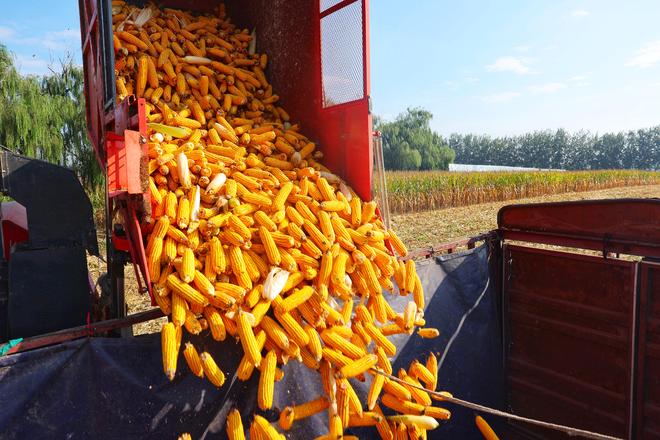 2035年我国粮食自给率预计达到896%(图2)