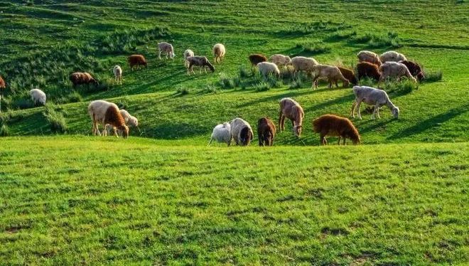 2020年全球有机农业发展报告概述（附数据）(图17)