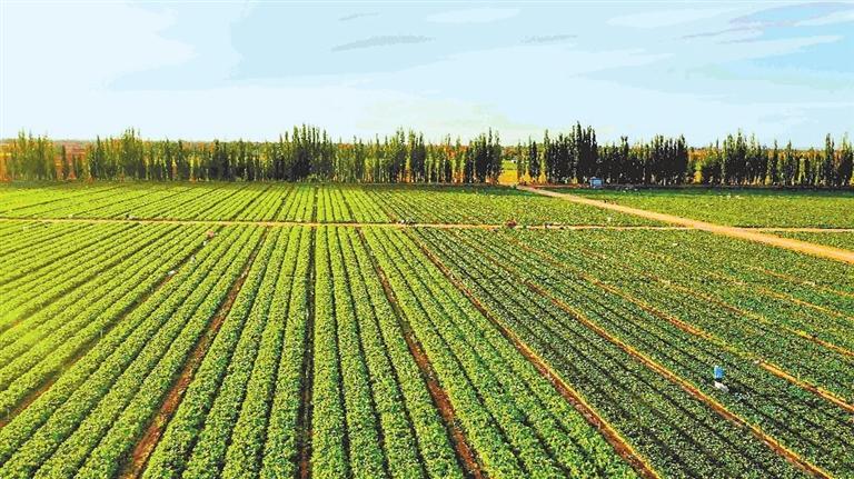 河西走廊逐春光戈壁绿洲绘新景-新华网(图2)