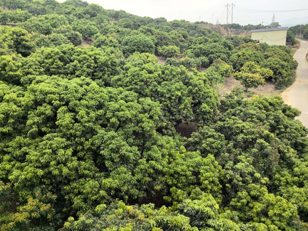 科技赋能丰产提质品牌抱团扬名海外(图1)